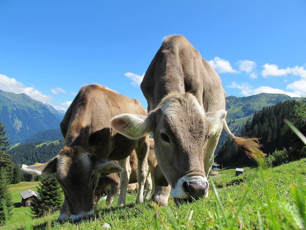 Bando per il sostegno al settore lattiero-caseario per il miglioramento e la qualificazione del latte e della produzione casearia in Valle Trompia - Anni 2024-2028 - Bando 2024