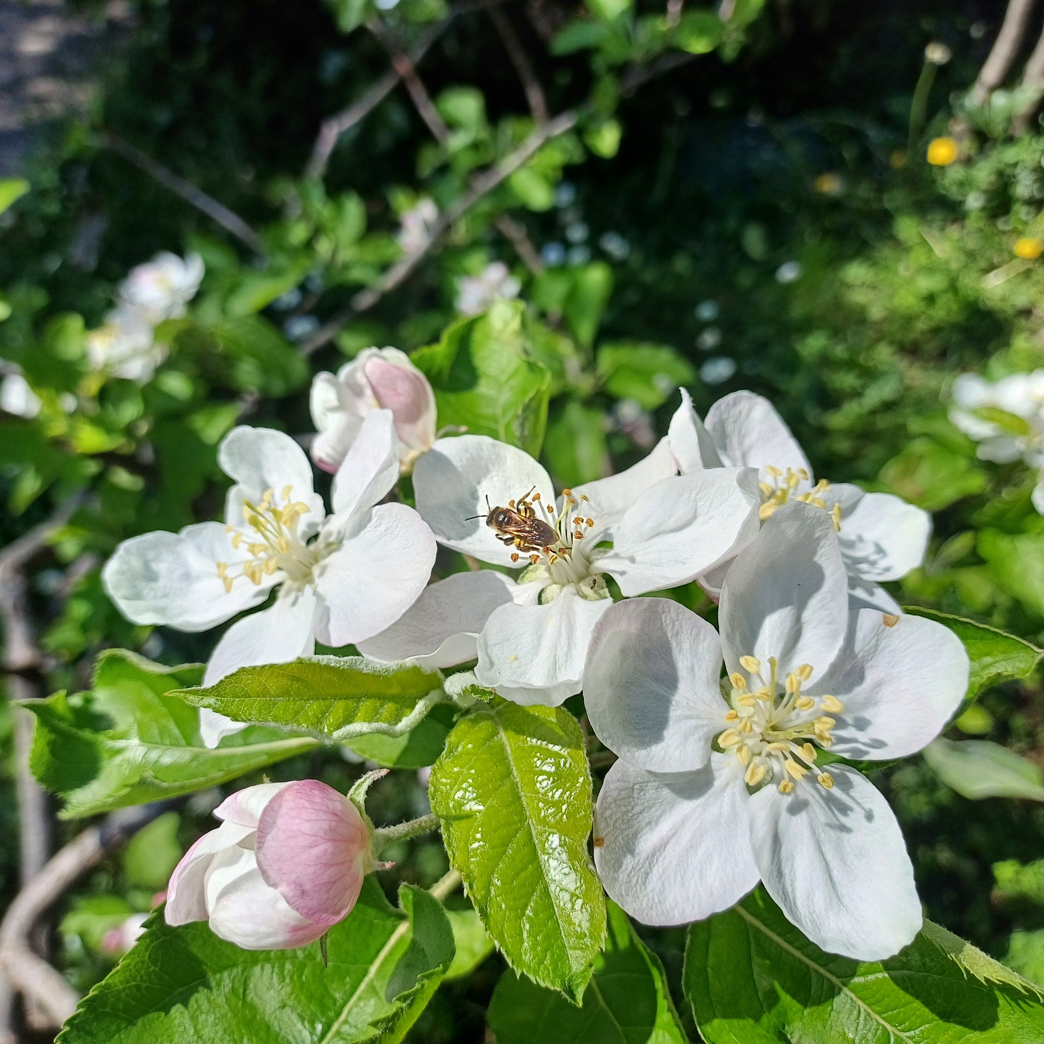 Giardino delle api